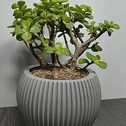 QUITO Jade Plant in Grey Ribbed Ceramic Pot, Live Indoor Succulent Plant easy care plant fast growing plant,-image-42