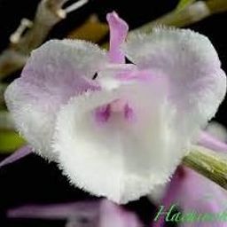 Dendrobium aphyllum 'Shinning Pink'-20