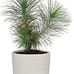Garden Nature Care Live Bonsai Tree Black Pine Japanese Variety Healthy Plant-image-28