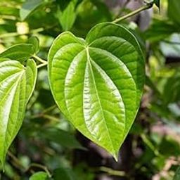 Golden Bloom Pan Betel Leaf Magai Paan,Meetha Paan (Sweet Paan) Healthy Live Plant (Above 6 Inch) Pack of 1-picture-19
