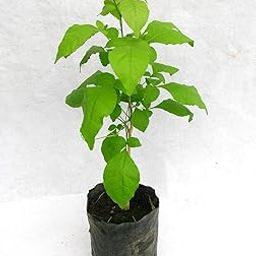 Live Bel Patra Bael Leaf Bilva Leaves Shiv Plant Bilwa Leaf For Rituals (Puja), Medicinal Plant-image-48