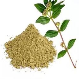 Zone Marketing Organic Amman Pacharichi Powder /அம்மான் பச்சரிசி பவுடர் /Snake Weed Powder -100gm-image-51