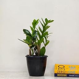 CAPPL Zamia ZZ Indoor Air Purifying Plant with Plastic Pot (Zamioculcas Zamiifolia)-image-60