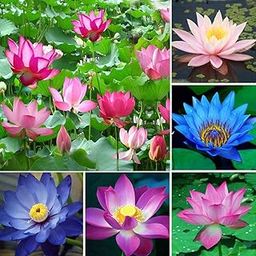 25Pcs Hudgle Water Lotus Seeds Mixed Colors Aquatic Water Garden indoor/outdoor-image-73