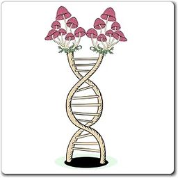 Humorous Fungus Agaric Biochemistry Gene Genetics Novelty Biophysics Morels Mycelium Chromosomes Magnets 4" × 4"-picture-26