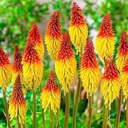 Fire Dance Red Hot Poker Perennial Flowers Seeds- 35+ Seeds Home Garden Eco Pack-image-76