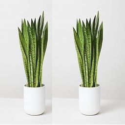 Live Snake Plant | Good Luck Snake Plant pack of 2 | Snake Plant Indoor Live Plant | Snake Plant | Office Desk Balcony | Indoor Plants For Living Room | Indoor Plants Without Pots-image-58