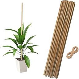 EXALT® 2 feet Premium Natural Teak Wood Plant Support Sticks - Garden Sticks for Straightening Training and Supporting Plants - Strong and Durable Solution for Healthy Growth (15 pcs)-22
