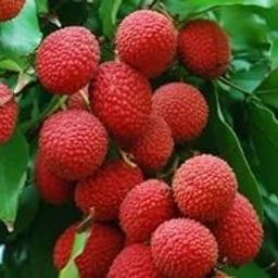 Rahaman " Sweet Chaina 3 Litchi Hybrid Tree 1.5ft Healthy & Fresh Short Time Lychee Plant Air Layere Grafted Fruit Live Plant with Polybag Lychee Litchi Lichi Fruit Tree Plant-image-49