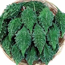 Bitter Gourd (Karela, Pack of 10g, 50+ Seeds) Seeds to grow all seasons in Your Home & kitchen garden_f222-image-21