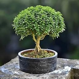 Table Kamini Bonsai Indoor Live Plant, All Weather Resistant, 1 Feet Height, Yellow-image-2