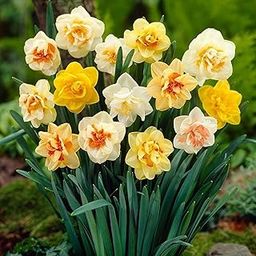 Daffodil Hybrid Imported Mix Flowering Bulbs for Home Garden & Balcony Planting | Pack of 1 By FLORA SEEDS-image-10