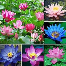 Exotic Lotus Seeds Aquatic plants Water Lilly nice fragrance outdoor ponds 15 seeds-image-12