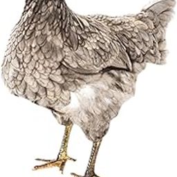 HEAVENGLOW Chicken Garden Statue Stake Hen Lawn Ornament Gift Outside Rooster Yard Arts Style D-image-7