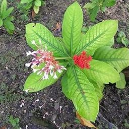 Creative Farmer Sarpa Gandha Seeds (Pack Of 20) Plant (20 Seeds) - Sarpagandha Rauvolfia Serpentina Indian Snakeroot Devil Pepper Wood Seeds,-image-36