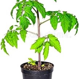 Tomato live plants for home garden (pack of 2)-image-22