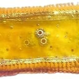 Mata rani yellow chunni Pack -4-19