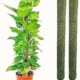 CATTAILS 3 Feet Coir Moss Stick Set of 2 | Premium Plant Support for Money Plants, Indoor Plants, House Plants & Creepers | Durable Coconut Fiber Poles for Vertical Growth (Pack of 2)-image-120