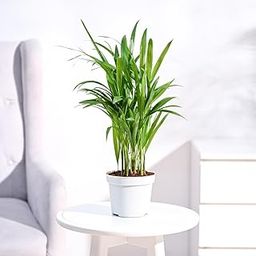 A Breath of Style: Areca Palm for Home & Office (1 Plant, Pot Inside)-image-72