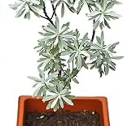 PRIYAM SHOPPING HUB Tournefortia gnaphalodes (Bay Lavender) Indoor Plants for Home Décor Gardening-image-25