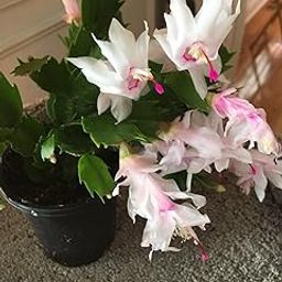 Christmas Cactus Zygocactus Indoor White Flower Live Plant (Pack Of 1)-image-51