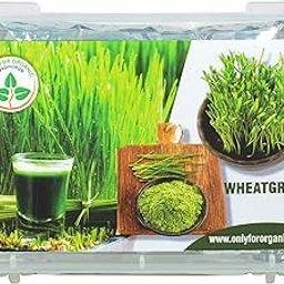 ONLY FOR ORGANIC OFO ! Hybrid Wheat Grass Seeds : 1000 Seeds.-image-70