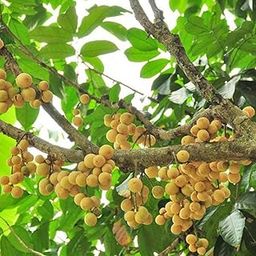 Hug A Plant | Langsat | Lanzones (Lansium Domesticum) Fruit Live Plant (Home & Garden)-image-6