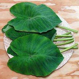 Taro Root/Arbi/Dasheen/Eddoes Vegetable Bulbs Home -Outdoor Gardening Bulbs planting (Pack of 9 Bulbs)_F11-image-67