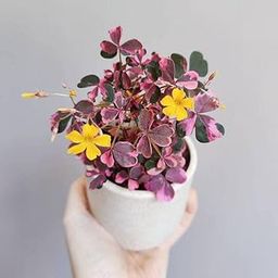 Radha Krishna Agriculture® Oxalis Flower Bulbs Winter Flower Home Pot Land Gardening Blooming Planting (Pack of 2 flower Oxalis bulbs)-image-28