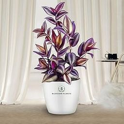 Wandering Jew Live Indoor Plants With Pot, Best For Home, Office & Garden.-image-83