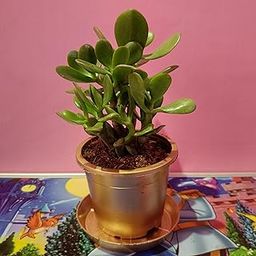 Bhajanlal Greenery | Beautiful Dhan Kuber Plant (Crasula) with 4 Inches Pot | Money Attracting Plant | Jade Plant Indoor Plant | Air Purifying Plant | Home Decorative | Office Plant (Bigger Leaf)-picture-1