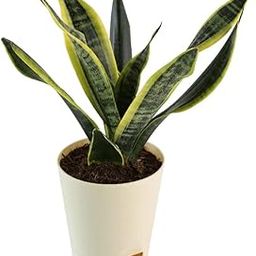 Snake Natural Plant in White Plastic Pot-image-66