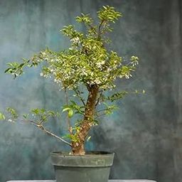MOTHERSPLANTS Water Jasmine Bonsai Live Plant – Indoor Decorative Bonsai Tree for Home & Office | Low Maintenance, Air Purifying, Feng Shui Plant Gift for Nature Lovers & Gardeners-image-44
