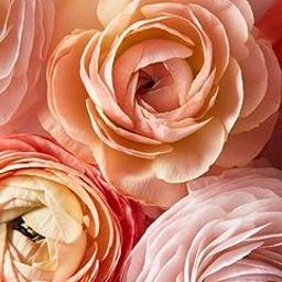 Radha Krishna Agriculture® Imported Apricot Color Ranunculus Flower Bulbs For Outdoor Gardening (Pack Of 5)-image-77