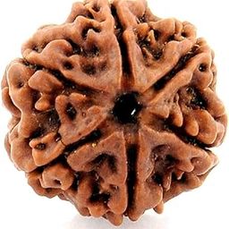 EDMIRIA 6 Mukhi Nepali Rudraksha Certified | Natural Six Face Rudraksha Bead for Spiritual & Meditation | Energized & Lab Tested (Brown)-36