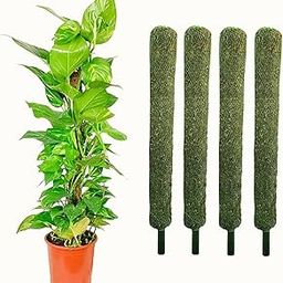 Leafy Tales Moss Stick- Green Grass Pole for Plants Support, Moss Stick for Money Plant, Climbing Indoor Plants (Set of 4) (2 ft) (Mostick 2 Ft Set of 4)-image-63