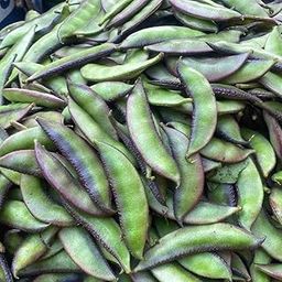 Golden Bloom Black And Green MiX Color Sem Phali Lima Beans SeedsVegetale seeds 100% germination (25 seeds) Sim Seeds Seeds For home garden-image-50
