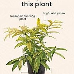 Money Plant (Multicolor)-image-90