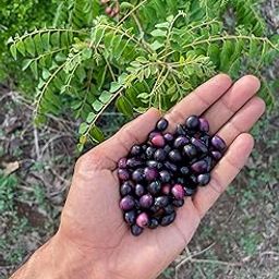 Curry Leaves Plant Seeds for Growing, Garden Herb Seeds 30-40 Hybrid Seeds-image-53