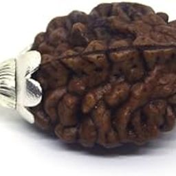 Rudrarise Auspicious 2 Mukhi Rudraksha Original Certified by Lab Real Do Mukhi Rudraksha with Capping Real Kaju Dana Rudraksha Pendant AA++ Dwimukhi Rudraksha for Men & Women 2 मुखी रुद्राक्ष नेपाल-40