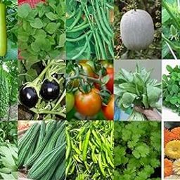 Seedbasket Rainy Season Vegetable Seeds Kit – 14 Easy-to-Grow Home Garden Veggies – High Yield, Native & Non-GMO Seeds with Instruction Manual-image-47
