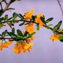 Bonsai Yellow Braya-image-67