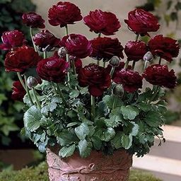 Imported Ranunculus Flower Bulbs Purple Colour For ALL Season Gardening pack of 1-image-94