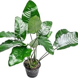 Moss and More - SUPER GIANT 'ANUBIAS BARTERI' - 12 INCHES TALL - RARE EXTRA LARGE Plant Aquarium Decorations (LIMITED STOCK)-13