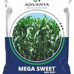 Mega Sweet Hybrid Sweet Sorghum Seeds, High Yield Variety, ADV-6681 1 kg-image-72