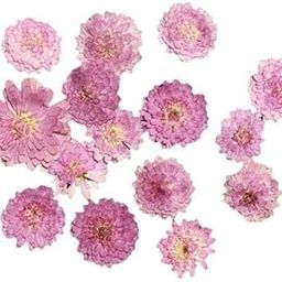 ATORSE 10x10x Pressed Dried Flower Dry Leaves for DIY Crafts Bookmark Cards Making 02|Home & Garden|Home D?©cor|Floral D?©cor-image-59