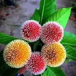 Kadamba flower tree (Pack of 2 healthy live plant)-image-36