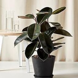 Live Rubber Plant (Ficus Elastica), Indoor Potted Plant with Glossy Dark Black Leaves, Low Maintenance, Beautiful And Healthy Good Luck Live Plant, Without Pot, (Singel Pack Of 1)_-image-32