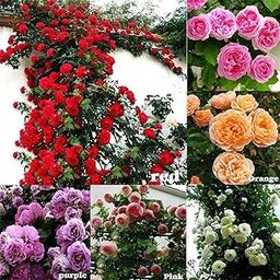 Rare Mixed Climbing Rose Seeds Perennial Super Fragrance Rose flower 40+ Seeds Pack-image-77