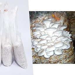 Greenwise Oyster Mushroom Spawn - (Pack Of 1 Kg + PP Bags), First Generation High Yield White Mycelium Spores, Edible Variety, Healthy Grain Based Seed For Mushroom Growing And Farming-3